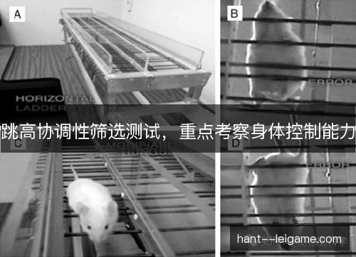 跳高协调性筛选测试，重点考察身体控制能力
